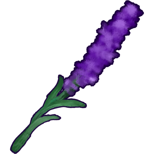 a purple lavender flower with a green stem and 3 leaves.